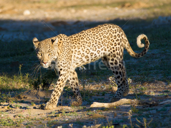 Leopard spaceru na zewnątrz cień świetle czarny Zdjęcia stock © ottoduplessis