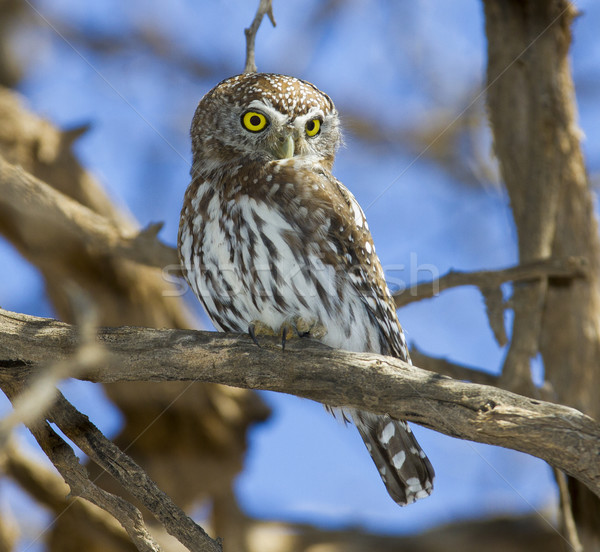 Pearl Spotted owlet Stock photo © ottoduplessis