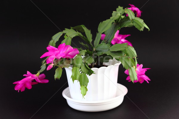 Christmas cactus Stock photo © oxygen64