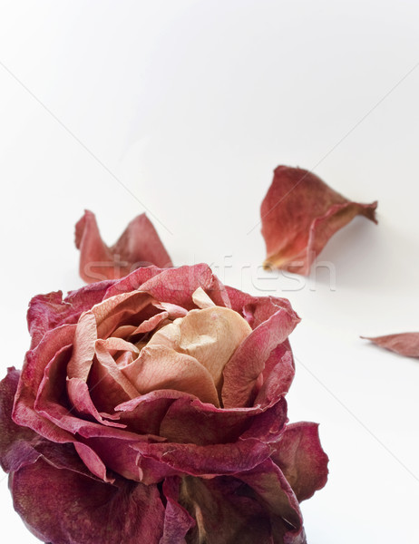 высушите красную розу белый закрывается фон Сток-фото © pab_map