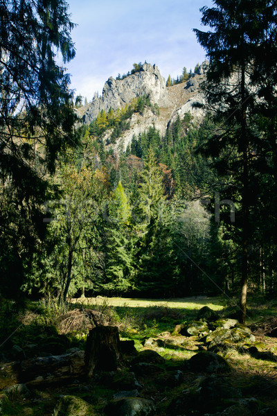 Grünen Landschaft Bäume Berge sonnig Wald Stock foto © pab_map