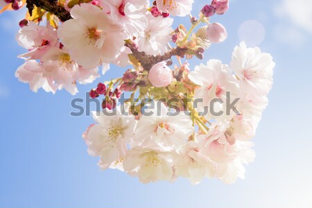 красивой лет Blossom дерево белый розовый Сток-фото © pab_map