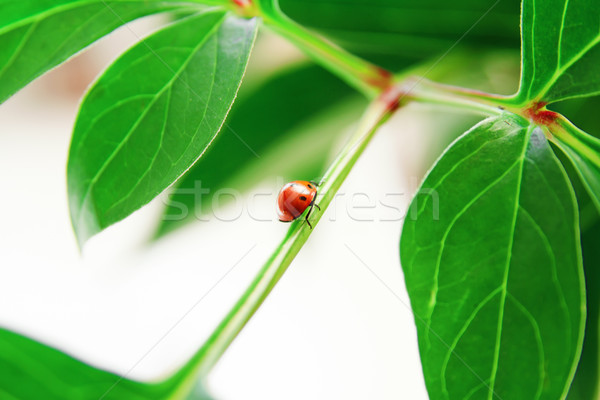 Ladybug зеленый лист красный завода природы Сток-фото © pab_map