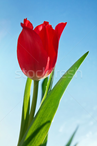 красивой красный Tulip цветок зеленые листья природы Сток-фото © pab_map