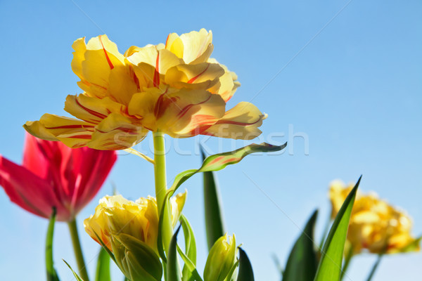 красивой желтый Tulip цветок зеленые листья природы Сток-фото © pab_map