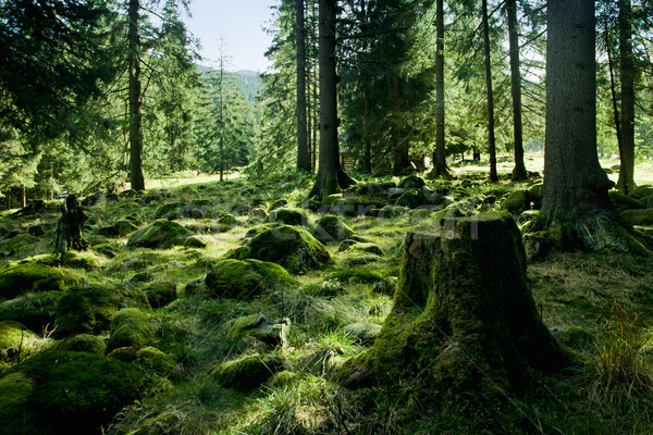 зеленый пейзаж деревья Солнечный лес весны Сток-фото © pab_map