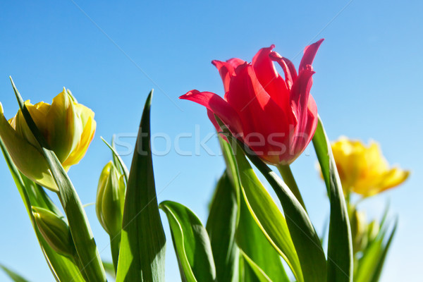 Stockfoto: Mooie · Rood · tulp · bloem · groene · bladeren · natuur