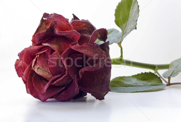 Trocken rote Rose weiß stieg Hintergrund Stock foto © pab_map