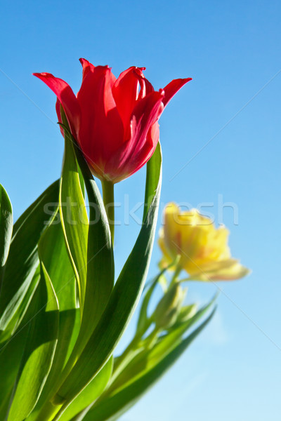 Schönen rot Tulpe Blume grüne Blätter Natur Stock foto © pab_map