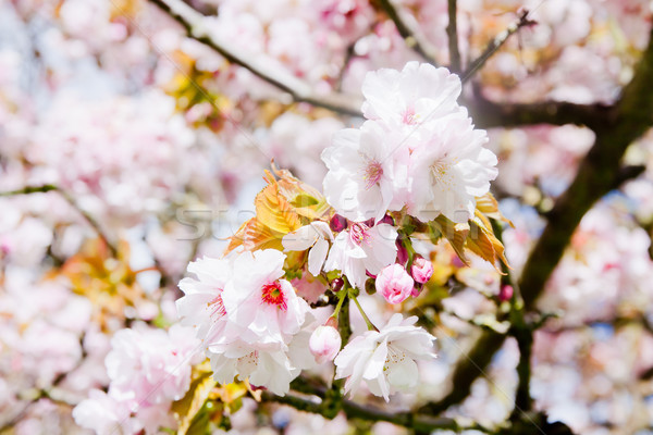 красивой лет Blossom дерево белый розовый Сток-фото © pab_map
