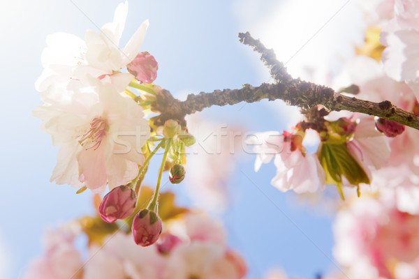 красивой лет Blossom дерево белый розовый Сток-фото © pab_map
