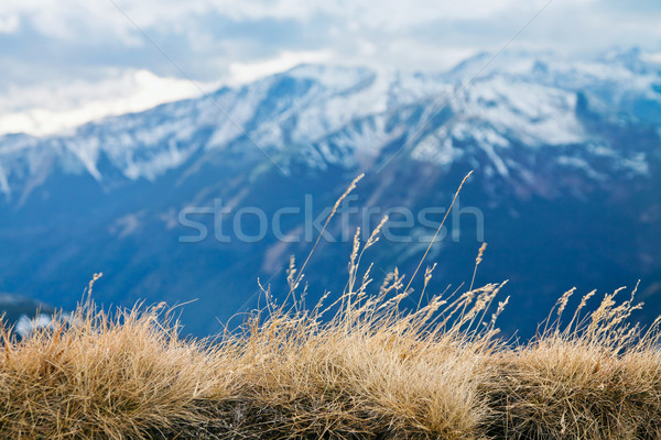 горные зима пейзаж зеленый Солнечный деревья Сток-фото © pab_map