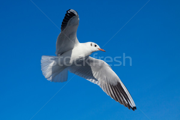чайка Blue Sky птица полет высокий небе Сток-фото © pab_map