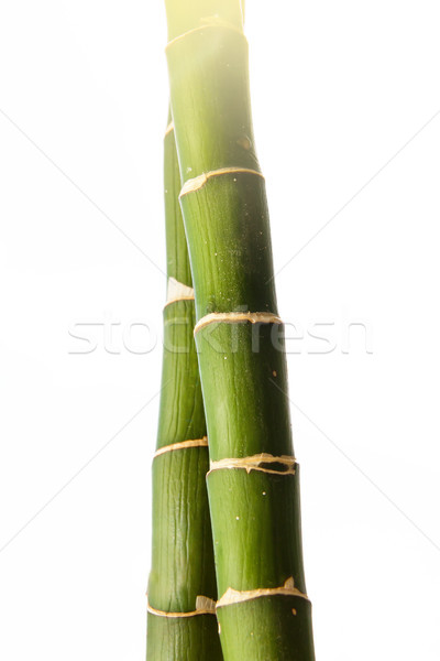 бамбук Stick два зеленый Spa завода Сток-фото © pab_map