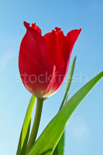 красивой красный Tulip цветок зеленые листья природы Сток-фото © pab_map