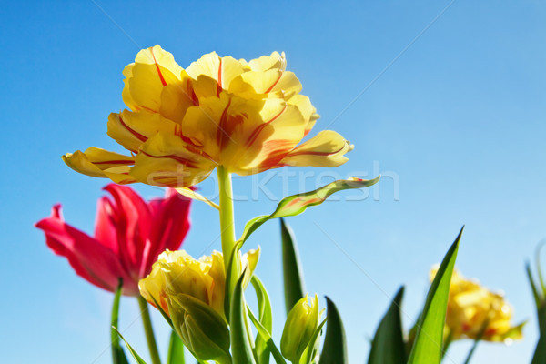 Schönen gelb Tulpe Blume grüne Blätter Natur Stock foto © pab_map