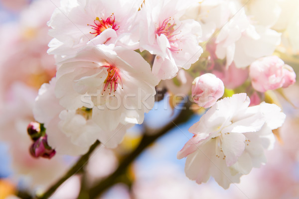 красивой лет Blossom дерево белый розовый Сток-фото © pab_map