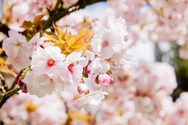 красивой лет Blossom дерево белый розовый Сток-фото © pab_map