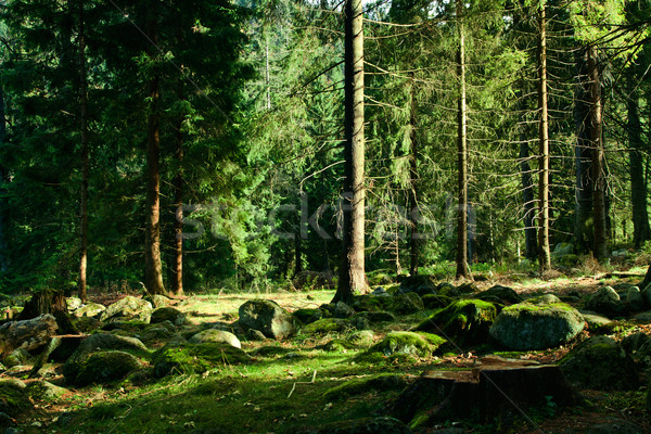 зеленый пейзаж деревья Солнечный лес весны Сток-фото © pab_map