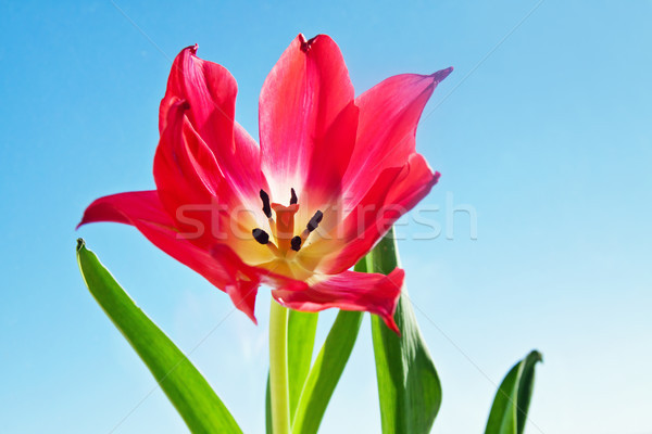 Schönen rot Tulpe Blume grüne Blätter Natur Stock foto © pab_map