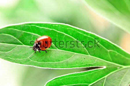 Ladybug зеленый лист красный завода природы Сток-фото © pab_map