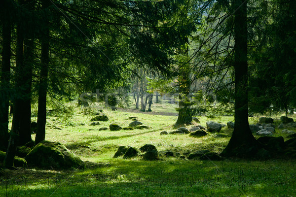 зеленый пейзаж деревья Солнечный лес весны Сток-фото © pab_map