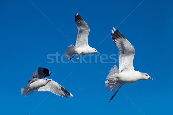 Möwe blauer Himmel Vögel Flug groß Himmel Stock foto © pab_map