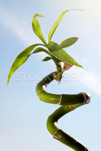 бамбук Stick зеленый небе саду Spa Сток-фото © pab_map