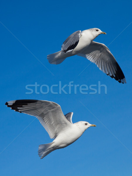 Möwe blauer Himmel Vögel Flug groß Himmel Stock foto © pab_map