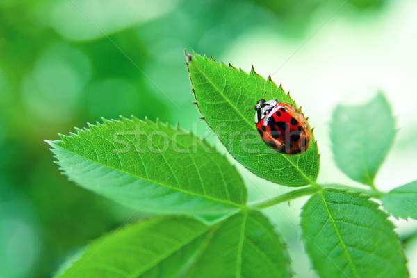 Ladybug зеленый лист красный завода природы Сток-фото © pab_map