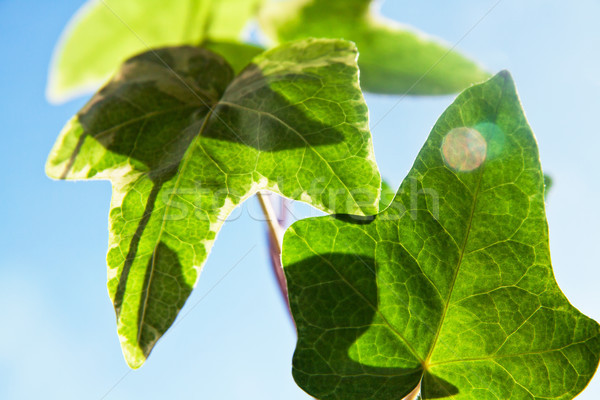 зеленый органический завода листьев Blue Sky небе Сток-фото © pab_map