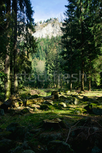 Grünen Landschaft Bäume Berge sonnig Wald Stock foto © pab_map