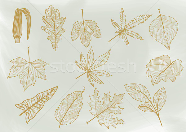 Line leaves. Stock photo © padrinan