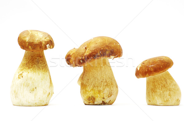  mushrooms  Stock photo © Pakhnyushchyy