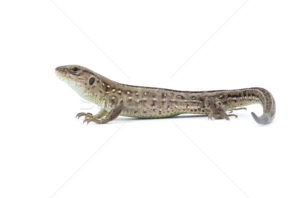  lizard Stock photo © Pakhnyushchyy
