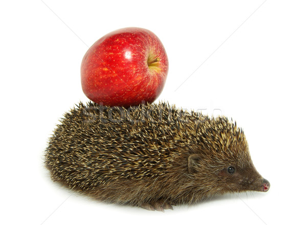 hedgehog and apple  Stock photo © Pakhnyushchyy