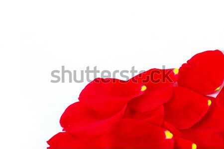 rose petals on  white Stock photo © Pakhnyushchyy