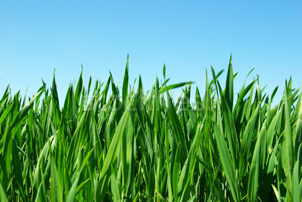 Grünen Rasen schönen isoliert Himmel Landschaft Stock foto © Pakhnyushchyy