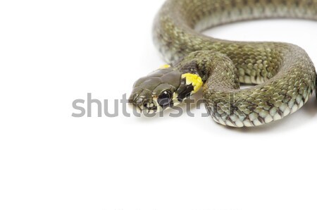snake  Stock photo © Pakhnyushchyy
