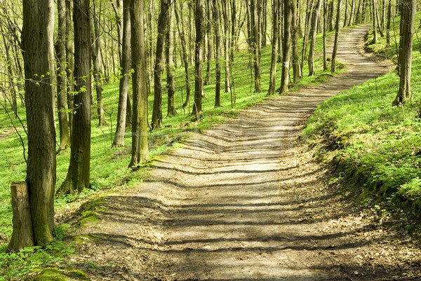 path Stock photo © Pakhnyushchyy