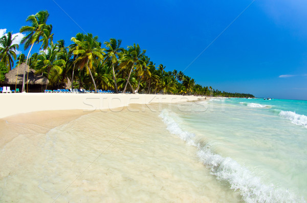 熱帶 海 美麗 海灘 水 樹 商業照片 © Pakhnyushchyy