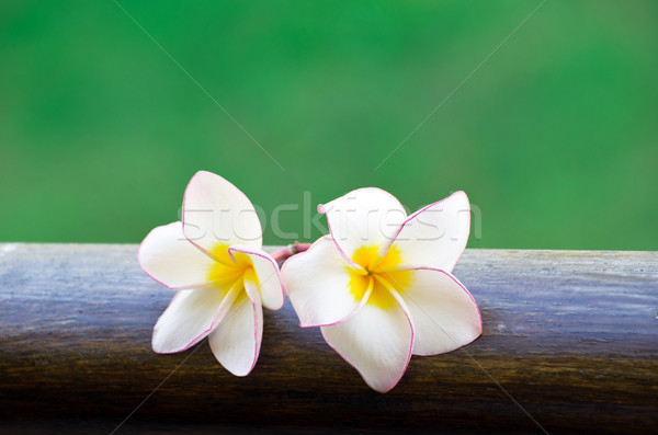 Pink frangipani flowers  Stock photo © Pakhnyushchyy