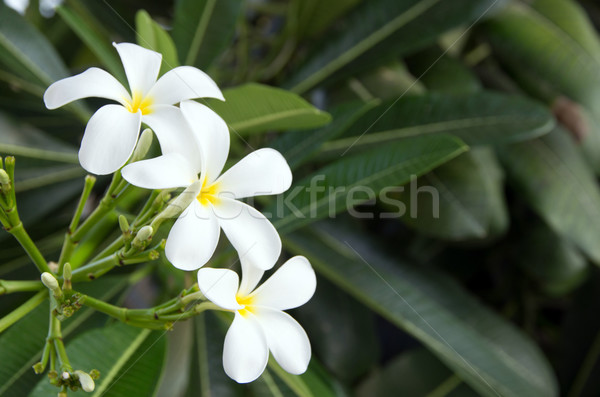 white plumeria flowers  Stock photo © Pakhnyushchyy