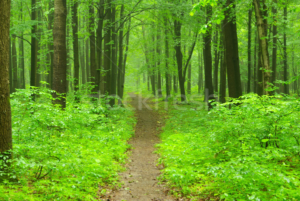  green forest Stock photo © Pakhnyushchyy