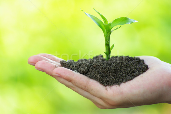 Planta mano verde plantas suciedad nuevos Foto stock © Pakhnyushchyy