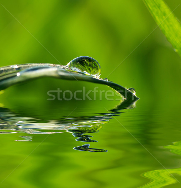 grass  Stock photo © Pakhnyushchyy