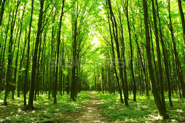 forest path Stock photo © Pakhnyushchyy