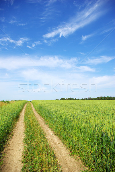 Prairie domaine ciel bleu printemps herbe nature [[stock_photo]] © Pakhnyushchyy