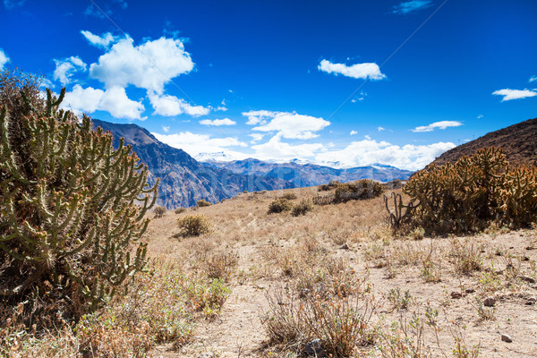 landscape Peru Stock photo © Pakhnyushchyy