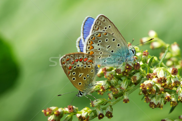 butterfly Stock photo © Pakhnyushchyy